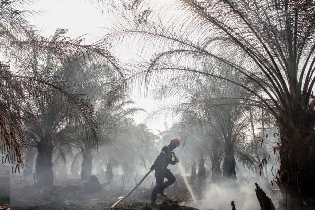 Ilustrasi Karhutla masih menghantui wilayah Riau (foto/int)